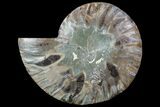 Agatized Ammonite Fossil (Half) - Madagascar #83830-1